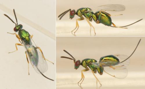 Torymus sp.